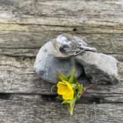 crocus brooch-silver-flower-petals-sandrakernsjewellery