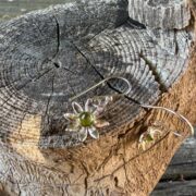daisy-earrings-peridot-silver-flat-sandrakernsjewellery