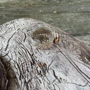 tigers eye-silver-round-stone-ring-sandrakernsjewellery